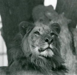 En mannlig løve i London Zoo i 1929 (s/hvitt-bilde)