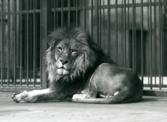 En mannlig løve som ligger mot stengene i innhegningen hans, London Zoo, september 1927