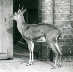 En mann fra Southern Common Reedbuck eller Reitbok står ved døren til antilopehuset, London Zoo, 6. oktober 1927
