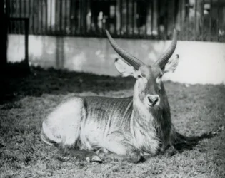 En mannlig vannbukk liggende på gresset i paddocken hans i London Zoo i 1928 (s/hv-bilde)