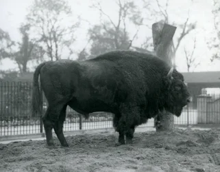 En mannlig europeisk bison som står på gresset i paddocken hans. London Zoo, oktober 1927. Den sårbare europeiske bisonen er også kjent som Wisent, eller European Wood Bison.