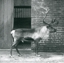 En moden reinsdyrhjort som står i paddocken hans i London Zoo i 1925