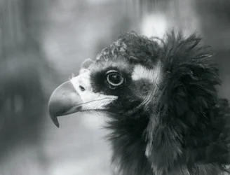 En nær truet munkegribb i London Zoo, 1927