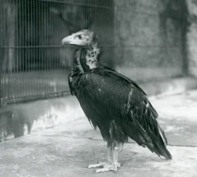 En nær truet munkegribb stående i London Zoo, 1927