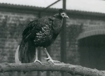 En nær truet Viellots-ildback, eller Crested-ildback, stående på en gren, London Zoo, 1927