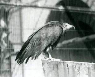 En nå kritisk truet hettegribb som står på en tømmerstokk, London Zoo, september 1925