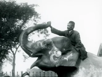 En trener som sitter over halsen til en dekorert indisk elefant mens han strekker seg fremover for å holde enden av den oppovervendte snabelen, London Zoo, 1927