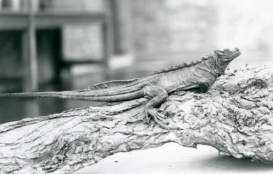 En sårbar Sailfin Lizard hviler på en tømmerstokk i London Zoo i 1928 (s/hv-bilde)