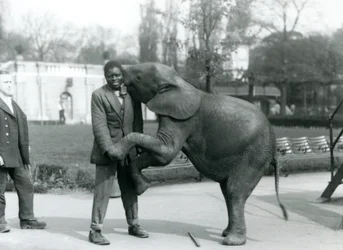 En ung afrikansk pygméelefant står på bakbena for å omfavne den afrikanske treneren sin, mens keeperen ser på, London Zoo, juli 1925