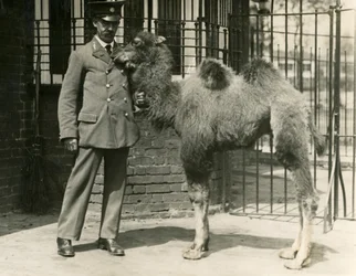 En ung Bactrian Camel, som ble født i menasjeriet, med sin keeper, London Zoo