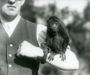 En ung svart brøleape sitter på armen til en mann med gripehalen viklet rundt håndleddet hans, London Zoo, 1923