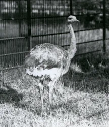 En ung Darwins/Lesser Rhea står på gress, ved siden av gjerdet til innhegningen, London Zoo