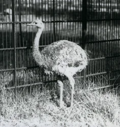 En ung Darwins/Lesser Rhea står på gress, ved siden av gjerdet til innhegningen, London Zoo