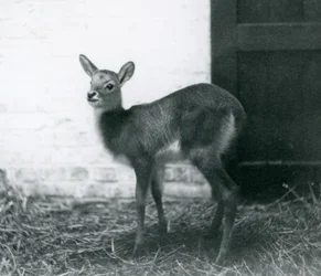 En ung Lechwe står på høy, London Zoo, januar 1926