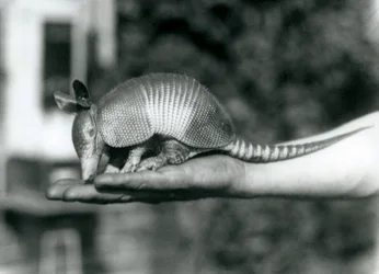 En ung ni-båndet beltedyr, eller ni-båndet langneset beltedyr som hviler på en åpen håndflate, London Zoo, august 1926