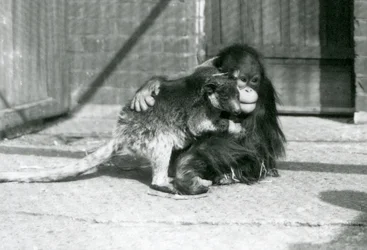 En ung orangutang klemmer en trekenguru i London Zoo i 1927 (s/hvitt-bilde)