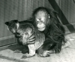 En ung orangutang klemmer en trekenguru i London Zoo i 1927