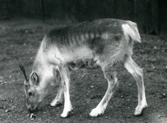 Et ungt reinsdyr i London Zoo, 1925