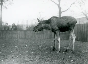 En ung elgokse med sår etter nylig felt gevir, stående i innhegningen sin i London Zoo