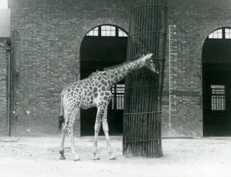 En ung kvinnelig giraff står foran et tre, i paddocken utenfor Giraffe House, London Zoo