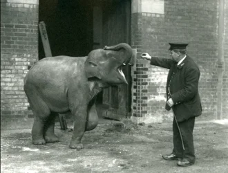 En ung kvinnelig indisk elefant med Keeper H. Robertson, London Zoo, 22. februar 1922