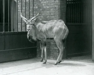 En ung mann, Greater Kudu som står i innhegningen sin i London Zoo i 1929 (s/hv-bilde)