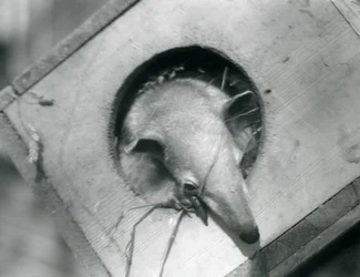 En ung tamandua titter ut av hekkeboksen sin, London Zoo, april 1925