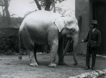 Albino White Elephant Pawah med Dr. Saw Po Minute, London Zoo, mai 1926