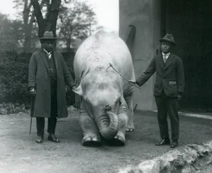 AlbinoWhite Elephant Pawah med Dr. Saw Po Min og Son, London Zoo, mai 1926