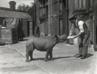 Et afrikansk neshorn, Kathlene og keeper Harry Warryck ved ZSL London Zoo, september 1928