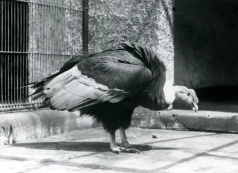 En Andean Vulture stående på gulvet i innhegningen i London Zoo i juli 1925