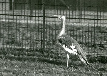 En arabisk bustard som står i innhegningen i London Zoo, 1924