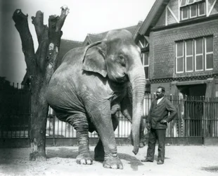 En asiatisk elefant som klør seg mot et dødt tre mens han balanserer på tre ben, med treneren, Syed Ali, som ser på London Zoo