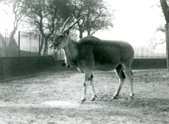 En Eland i paddocken i London Zoo i juni 1925