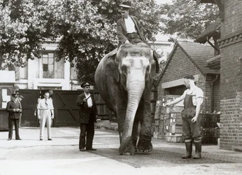 En indisk elefant blir veid av voktere i London Zoo, august 1935
