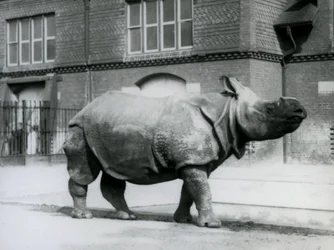Et indisk neshorn i London Zoo, 1927