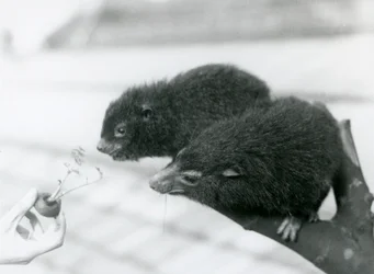 En voksen og ung Western Tree Hyrax sitter på en gren og lener seg over til en gulrottopp som holdes for dem å spise, London Zoo