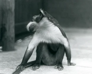 En truet rolowayape som sitter på bakken, ser opp og holder halen sin, London Zoo, 1927