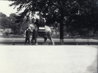 Asiatisk elefant 