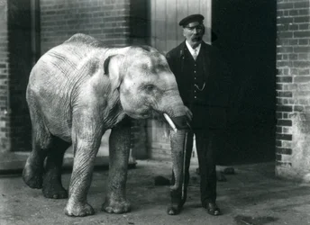 Asiatisk babyelefant med keeper Charles Eyles, London Zoo, november 1915