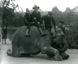 Cowboyer og trener med den indiske elefanten Sundermalah under et besøk i London Zoo i 1924