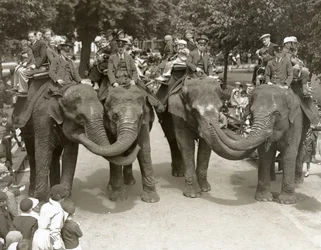 Elefantturer i London Zoo, juli 1936