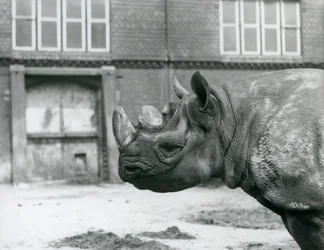 Eliza, et hunndyr av svart neshorn, London Zoo