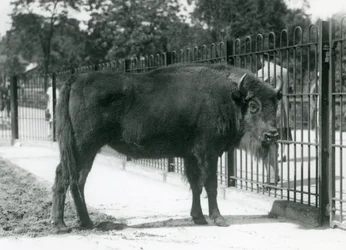 European Bison 