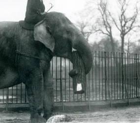 Kvinnelig asiatisk elefant, 'Indiarani', flytter tømmer med snabelen, mens vokteren sitter på ryggen og dirigerer henne, London Zoo