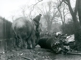 Kvinnelig asiatisk elefant, indiarani, flytter tømmer med snabelen, mens vokteren sitter på ryggen og dirigerer henne, London Zoo, 1925