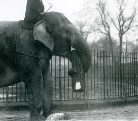 Kvinnelig asiatisk elefant, indiarani, flytter tømmer med snabelen, mens vokteren sitter på ryggen og dirigerer henne, London Zoo, 1925