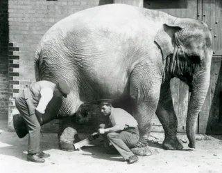 Kvinnelig asiatisk elefant Sundermalah får føttene trimmet av vokterne i London Zoo, august 1926