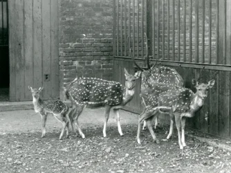 Four Axis Deer inkludert, en bukk med gevir og en fawn, i London Zoo i 1926 (s/hv-bilde)