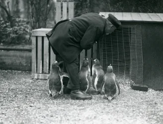 Gentoo Penguins med keeper Albert White, London Zoo, ca. 1914